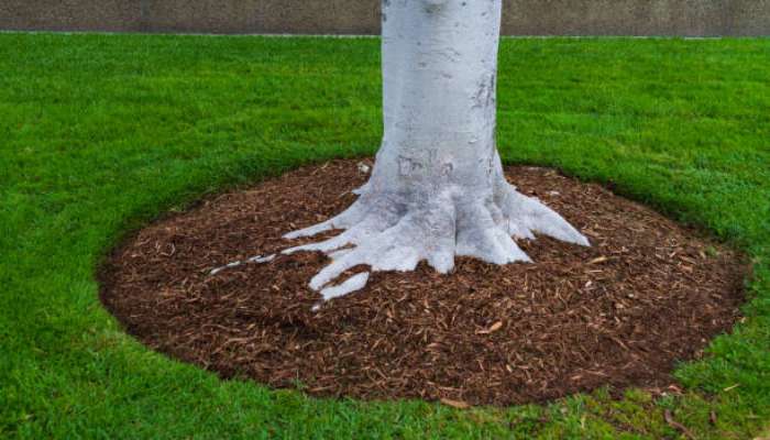 How to prepare your trees before the first frost hits 1 | tycoonstory media Tree with white-painted trunk and exposed roots surrounded by brown mulch in a circular bed on green lawn