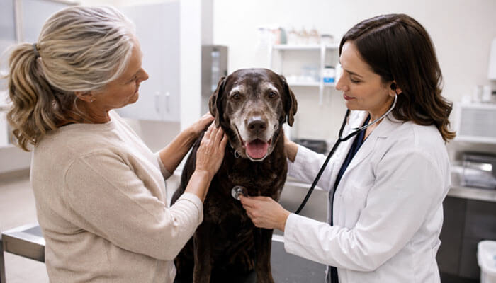 Senior pet care at founders green animal hospital - tycoonstory | tycoonstory media Veterinarian checking a dog during an exam at founders green animal hospital with the pet owner beside them