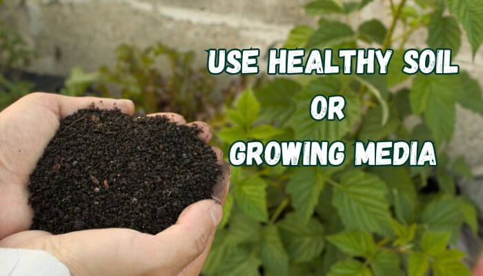 Use healthy soil or growing media | tycoonstory media Greenhouse gardening tips showing healthy soil and growing media for stronger root development and successful greenhouse plant growth.