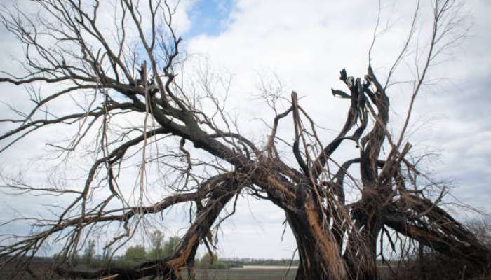 Why some trees are more vulnerable to lightning than others 1 | tycoonstory media Massive dead tree with twisted, bare branches leaning over an open field under a cloudy sky.