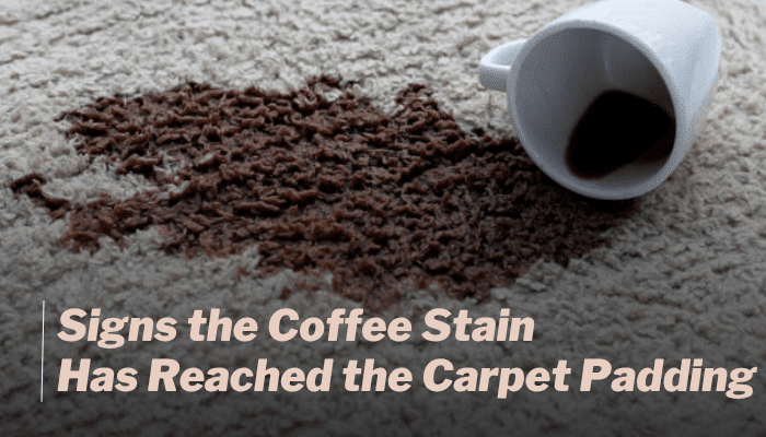 How to remove coffee stain from carpet - tycoonstory | tycoonstory media How to remove coffee stain from carpet when a dark coffee spill has soaked into thick carpet fibers and may have reached the carpet padding.