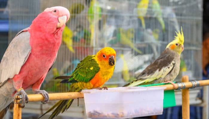 Growing interest in exotic birds as pets | tycoonstory media Growing interest in exotic birds as pets