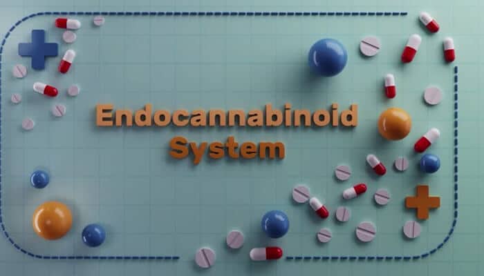 Cannabis and the endocannabinoid system | tycoonstory media Cannabis and the endocannabinoid system