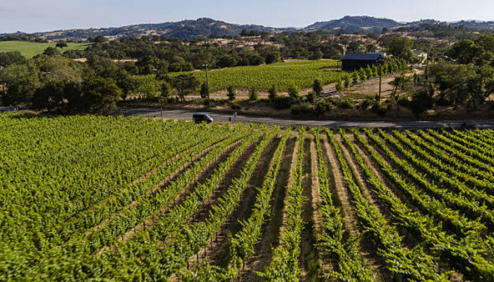 How local leaders are shaping sonoma valleys future 1 | tycoonstory media A vineyard with neatly aligned rows of grapevines on rolling hills; a road and a small barn in the distance.