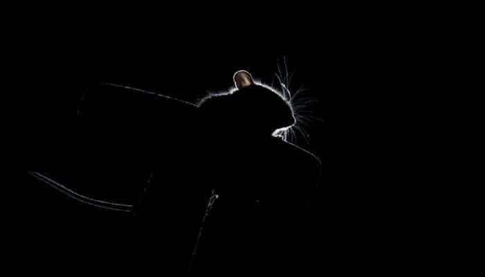 One inspection can sink a small business 1 | tycoonstory media Silhouette of a curled animal (likely a cat) with bright outlining against a black background, suggesting a resting pose.