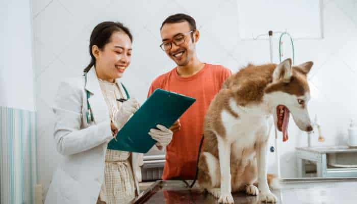 Veterinary visits and grooming appointments | tycoonstory media Veterinary visits and grooming appointments