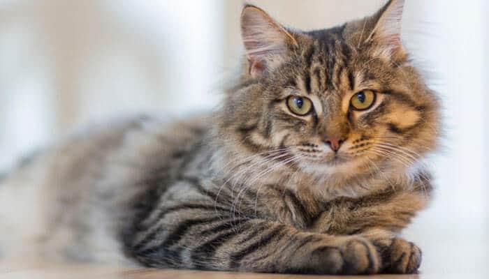 Can you give hydrogen peroxide to a cat - tycoonstory | tycoonstory media How much hydrogen peroxide to give dogs by weight guide showing a cat, highlighting that hydrogen peroxide should not be used to induce vomiting in cats.