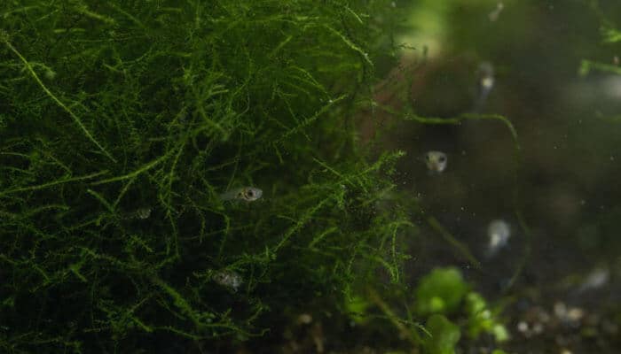 Choosing tankmates that work - tycoonstory | tycoonstory media Tiny freshwater shrimp among lush green aquarium moss and plant filaments.