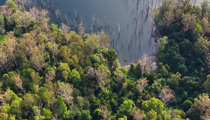 Sustainable forestry practices - tycoonstory | tycoonstory media Aerial view of a dense forest meeting a calm body of water with exposed tree stumps in the water edge area.