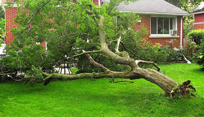 Tree on your property is at risk of falling 1 | tycoonstory media Fallen large tree branches spread across a green lawn in front of a brick house after a storm.