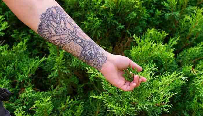 Popular poison tree tattoo designs - startup editor | tycoonstory media Poison tree tattoo meaning represented by an intricate tree tattoo covering the forearm beside green foliage, symbolizing deep roots, emotional growth, and transformation.