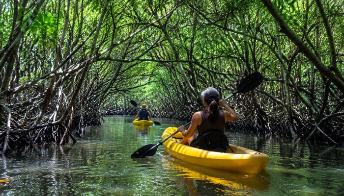 Kayak through mangrove tunnels - tycoonstory | tycoonstory media Kayaking through mangrove tunnels, one of the best outdoor things to do in key west.