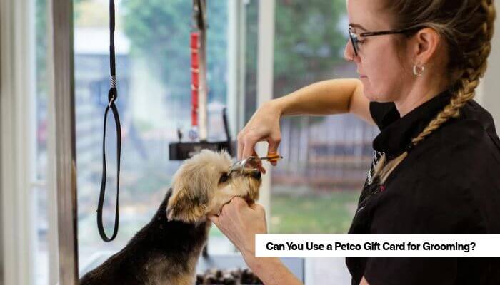 Can you use a petco gift card for grooming 1 | tycoonstory media Petco gift card balance guide showing a dog receiving professional grooming at a pet grooming salon.