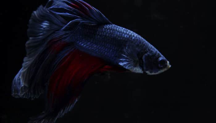 Choosing tank mates | tycoonstory media Choosing tank mates