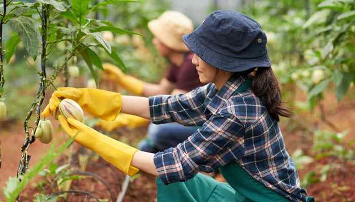 Pest and disease prevention during greenhouse plannin - tycoonstory | tycoonstory media Greenhouse building pest prevention practices showing gardeners wearing protective gloves while inspecting plants and removing damaged leaves to support healthy growth.